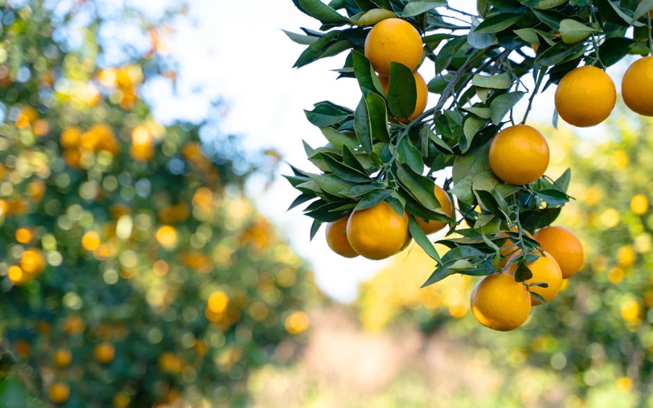 How Do I Take Care of Citrus Trees in Southern California?
